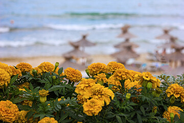 Beautiful view through the flowers to the blurred sea and beach