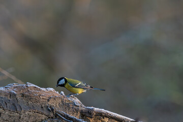 Kohlmeise auf Futtersuche . Die Szene spielt sich an einer Baumwurzel in dem Licht des frühen Morgen ab