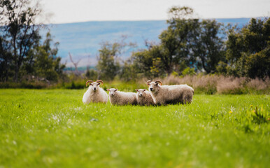 sheep in the field