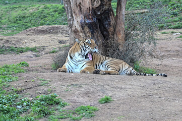 tigre a riposo nella natura - 728473560