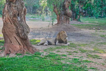 leone a riposo nella natura vino a degli alberi - 728473575