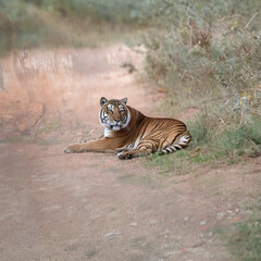 tigre a riposo nella natura - 728473582