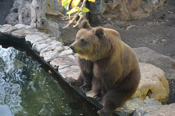 orso bruno seduto sul bordo di uno stagno - 728473742