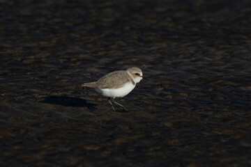 Kentish plover (Anarhynchus alexandrinus), a small shorebird, observed at Akshi Beach in Alibag, Maharashtra, India