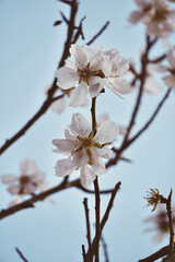 Close up almond tree branch with leaves blossoming in blue sky.
