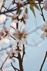 Close up almond tree branch with leaves blossoming in blue sky.
