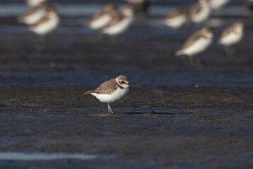 A tagged Kentish plover or Anarhynchus alexandrinus, observed at Akshi Beach in Alibag, Maharashtra, India