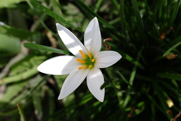 white flowers from a plant with the scientific name Zephyranthes candida, which includes medicinal plants