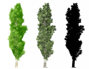 Set or collection of Lomardy Poplar trees, painted, natural and as a black silhouette on white background. Concept or conceptual 3d illustration for nature, ecology and conservation, strength, beauty