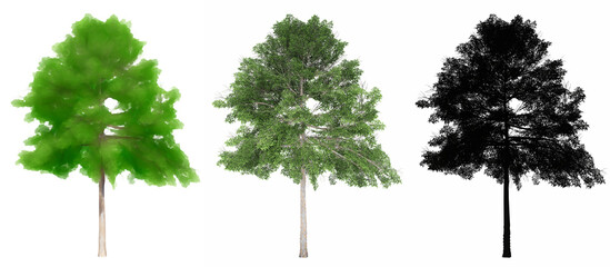 Set or collection of Lacebark Elm trees, painted, natural and as a black silhouette on white background. Concept or conceptual 3d illustration for nature, ecology and conservation, strength, beauty