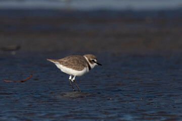 A tagged Kentish plover or Anarhynchus alexandrinus, observed at Akshi Beach in Alibag, Maharashtra, India