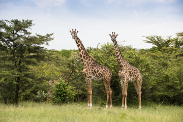 Rodzina żyraf  w Parku Narodowym Amboseli pośród drzew akacji - obrazy, fototapety, plakaty