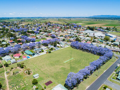 Sports field in country town in spring lined with flowering jacaranda trees