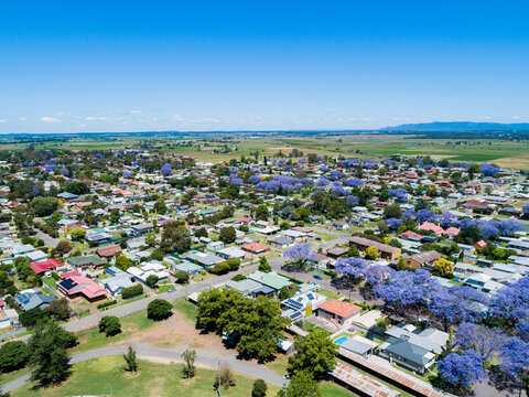 Spring in Singleton, aerial view of streets and brightly coloured flowering trees