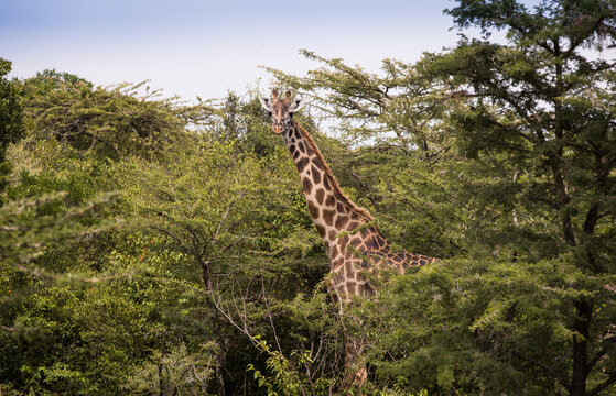 Fototapeta Rodzina żyraf  w Parku Narodowym Amboseli pośród drzew akacji