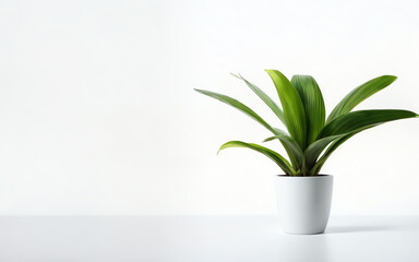 a pot of Green Bromeliad with white wall copy space ai generated