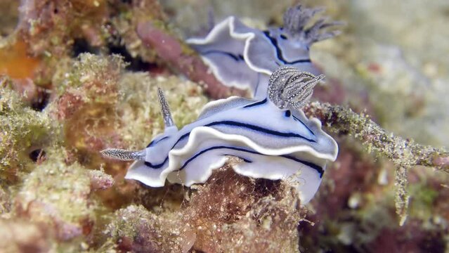 A colorful sea slug underwater. A close-up of beautiful nudibranch Willan's Chromodoris (Chromodoris willani) crawling at the bottom of the sea.