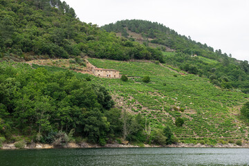 Famous vineyards of the Sil river canyon. Galicia - Spain