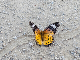 Fototapeta na wymiar butterfly on the road