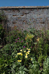 old walled english cottage garden warwickshire england uk