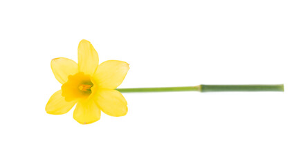 Yellow daffodils isolated on white - 728483939