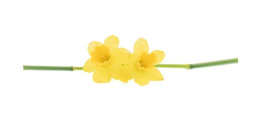 Yellow daffodils isolated on white - 728483976