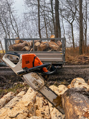 Lumberjacks at work with the chainsaw, piles of wood, tree trunks, wood chips, outdoor woodworking