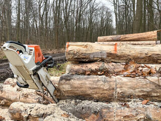 Lumberjacks at work with the chainsaw, piles of wood, tree trunks, wood chips, outdoor woodworking