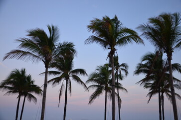 Fototapeta na wymiar Set of palm trees at sunset, sunset sky background