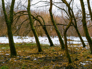 Early spring in the forest, nature at the end of winter. The frost is receding, the forest is getting warmer, melting snow.