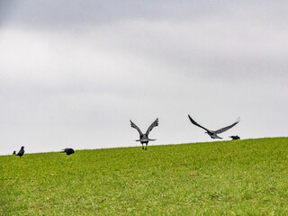 Krähen suchen Futter auf einem Feld im Winter