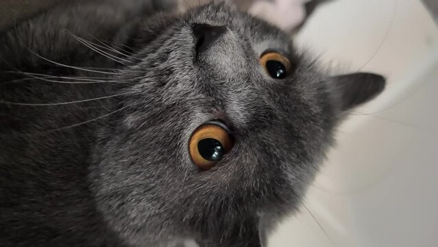 Close up black biritsh fold cat at home