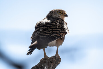 Common falcon in natural conditions on a tree on a summer day in a national park in Kenya