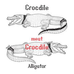 Crocodile Alligator Vintage Style. The art of slicing crocodile meat. Crocodile logo template. Symbol of alligator. Wild animal. vector illustration Line art drawings