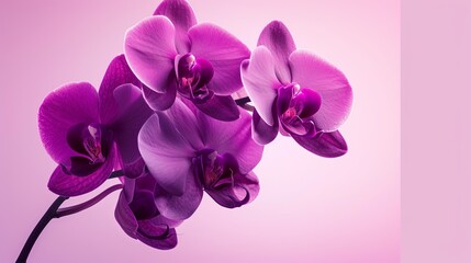 A high-contrast image of a dark purple orchid against a bright background. 