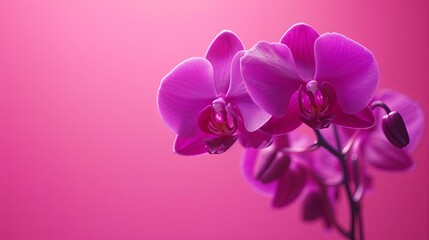 Fototapeta na wymiar A high-contrast image of a dark purple orchid against a bright background. 