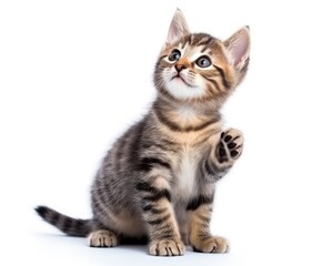 Tabby Kitten giving paw and looking up with a cute expression. Beautiful Scottish Pet Cat