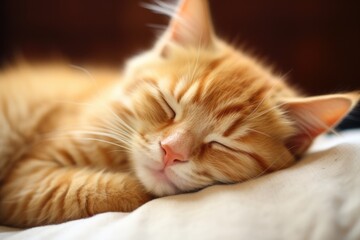 Ginger Cat Sleeping Peacefully. Cute Red Kitten with White Fur Taking a Nap, Resting Calmly