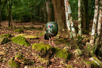 the prettiest feathers of the ocellated turkey Meleagris gallopavo is native to the Yucatán Peninsula