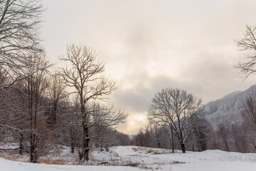 Fototapeta premium trees in the snow