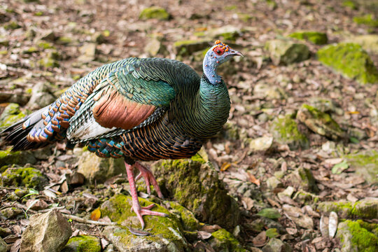 the prettiest feathers of the ocellated turkey Meleagris gallopavo is native to the Yucat&aacute;n Peninsula