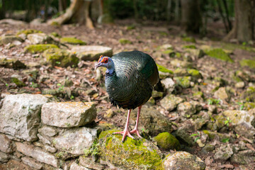 the prettiest feathers of the ocellated turkey Meleagris gallopavo is native to the Yucatán Peninsula