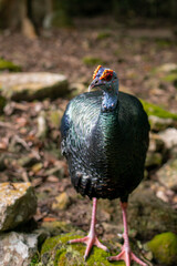 the prettiest feathers of the ocellated turkey Meleagris gallopavo is native to the Yucatán...