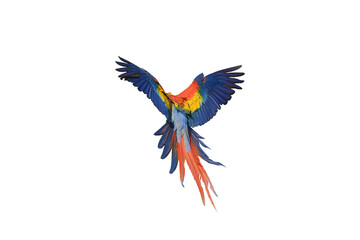 Scarlet Macaw free flying parrot isolated on white background. This has clipping path.