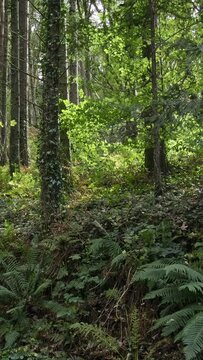 Slender trees rise from a thick carpet of verdant undergrowth. Castlefreke the perfect destination for walking in West Cork. Vertical video.