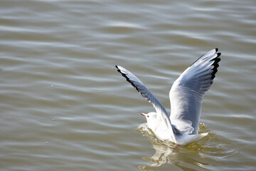 seagull, bird