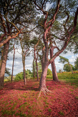 lickey hills country park west midlands england uk
