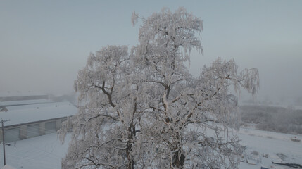 Frost-covered tree on a misty morning in Emmett, Idaho