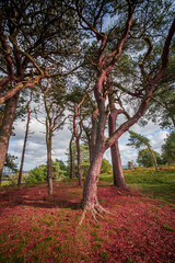 Naklejka premium lickey hills country park west midlands england uk
