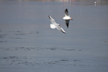 seagull, bird